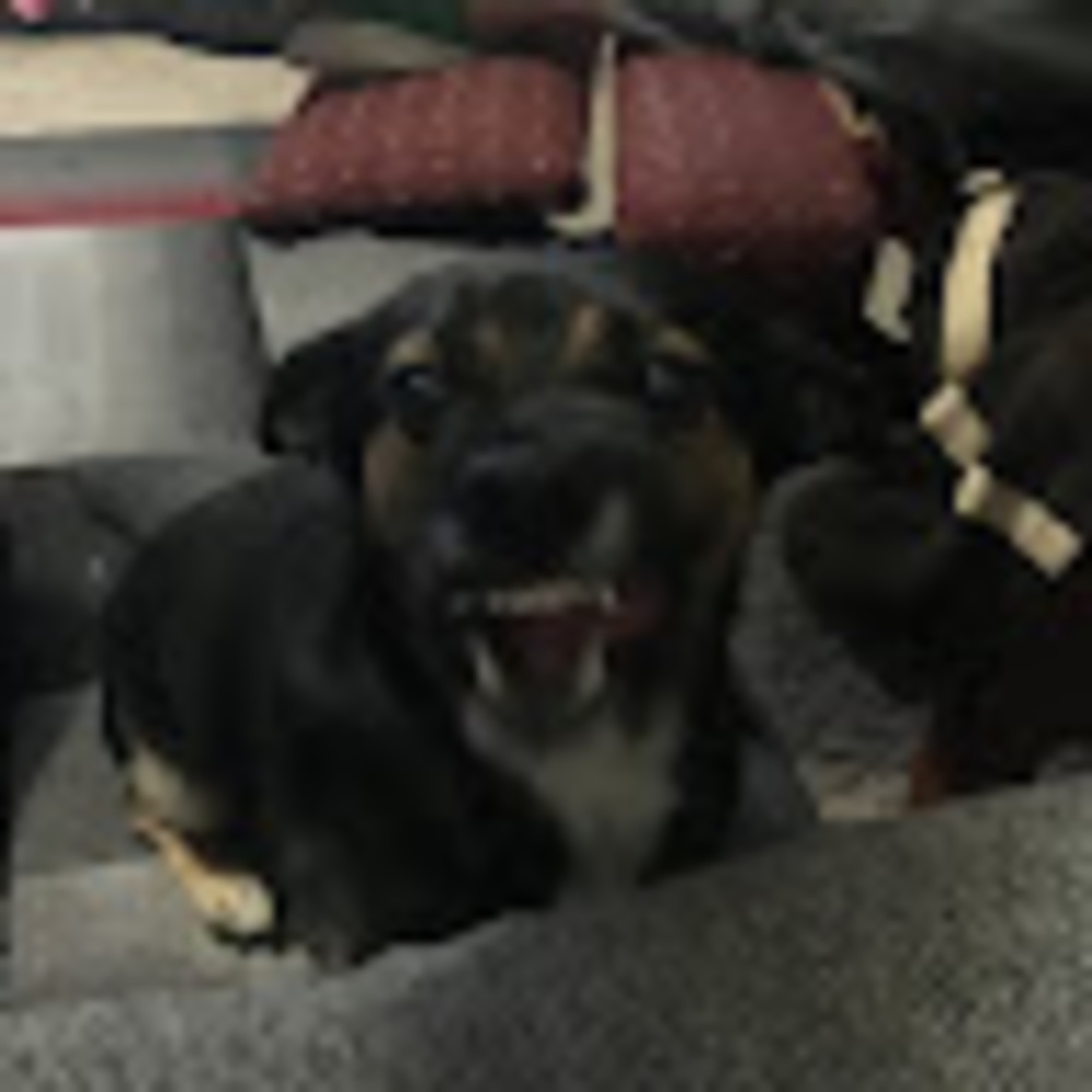 Meet your Posher, Marley